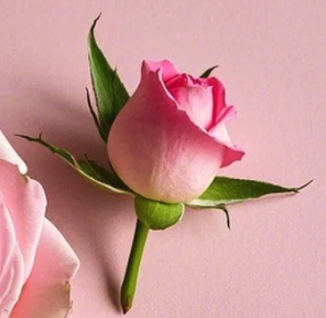 The Invisible Aura: Understanding Sillage, Projection, and Longevity in Perfume