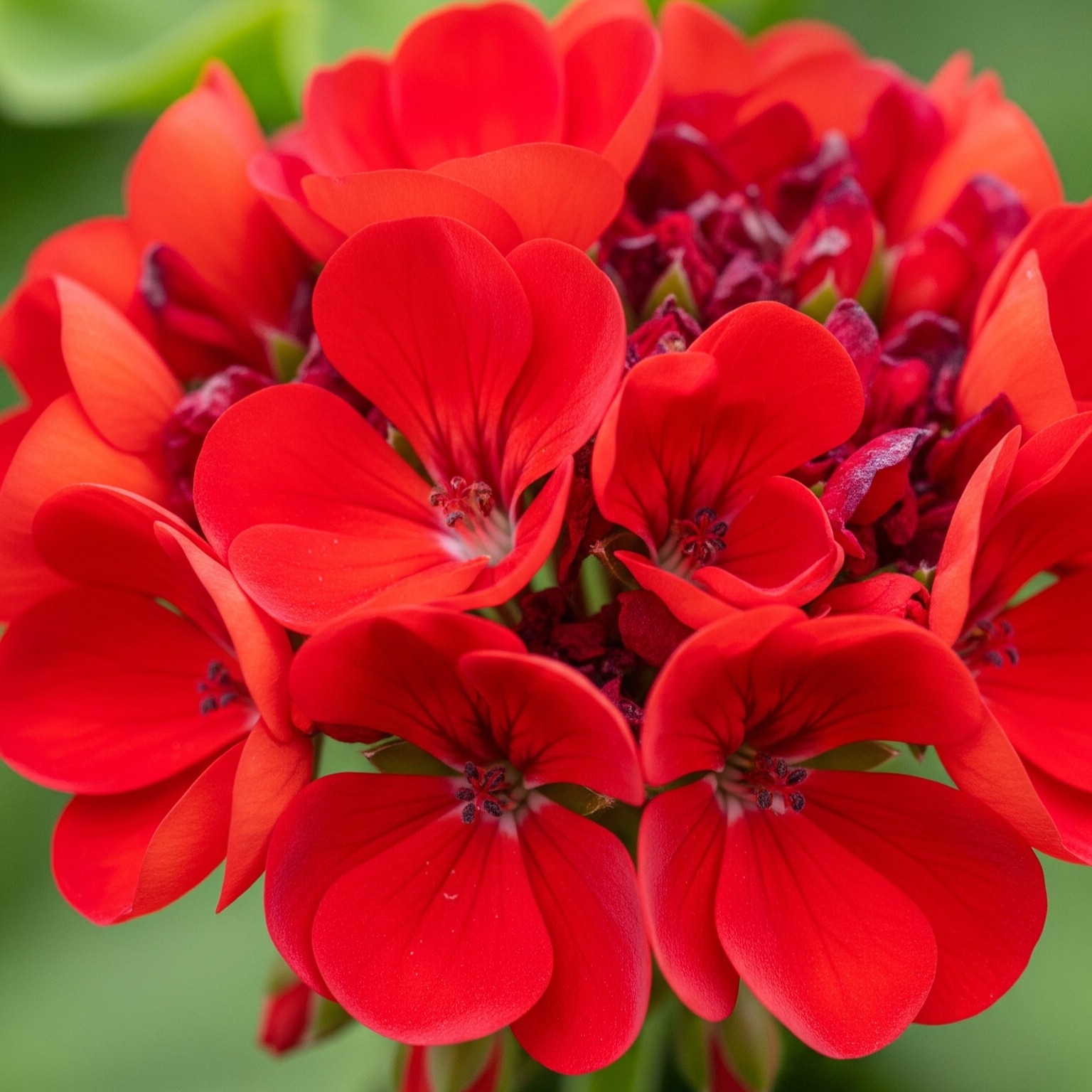 Geranium