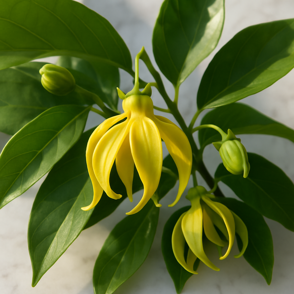Ylang-Ylang